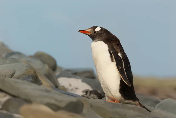 Крупный план пингвина Gentoo, стоящего на скалах — стоковое фото