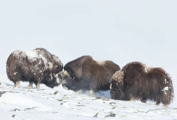 Boeufs musqués mâles combattant dans la neige — Photo