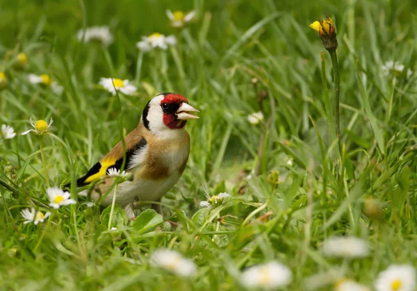 European goldfinch in the meadow — Stock Photo, Image