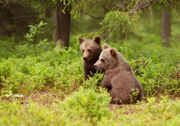Dos cachorros de oso pardo europeos en el bosque boreal, Finlandia . —  Fotos de Stock