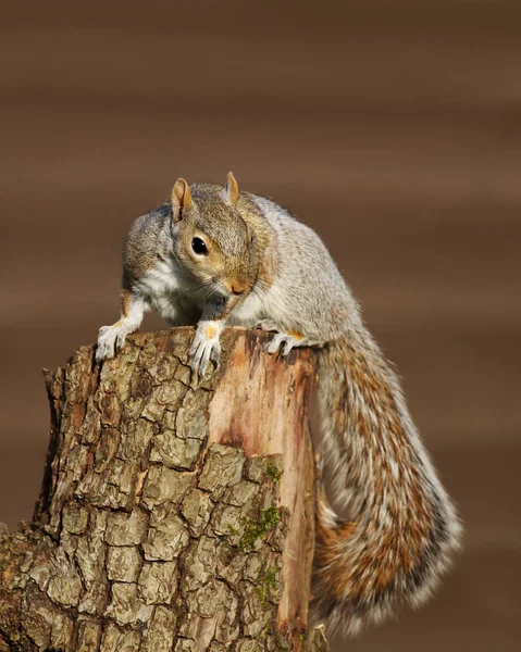 Close up van een oostelijke grijze eekhoorn — Stockfoto