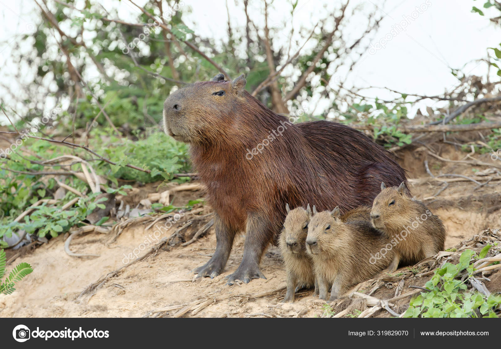 Você é uma capivara?