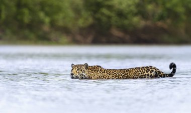 Close up of a Jaguar swimming in water clipart