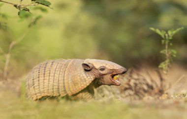 Altı bantlı armadillo palmiye meyvesi yiyor.
