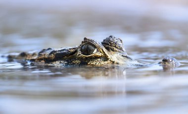 Yacare Caiman portresi