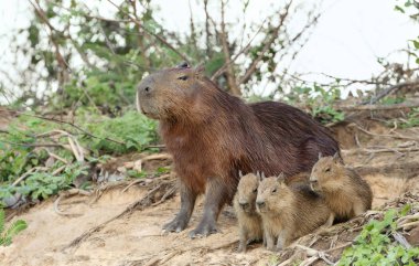 Capybara mother with thee pups  clipart