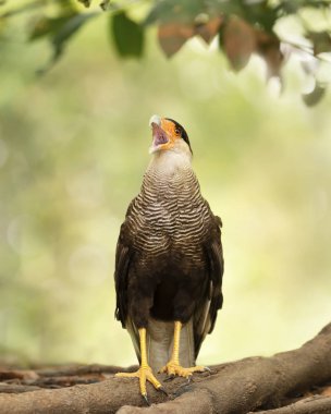 Close up of Southern crested caracara calling clipart