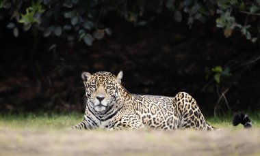 Nehir kıyısında yatan bir Jaguar 'a yaklaş.