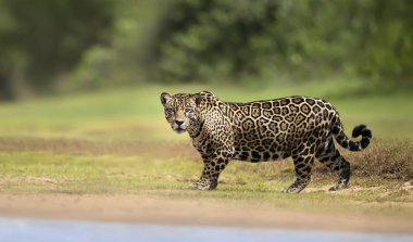 Nehrin kenarında yürüyen bir Jaguar 'a yaklaş.