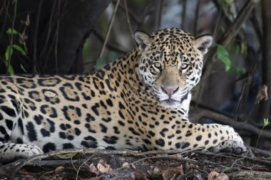 Ağaçta yatan bir Jaguar 'a yaklaş.