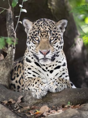 Close up of a Jaguar lying on a tree clipart