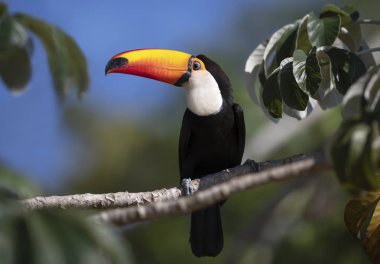 Ağaçta tünemiş bir Toco Toucan 'a yaklaş