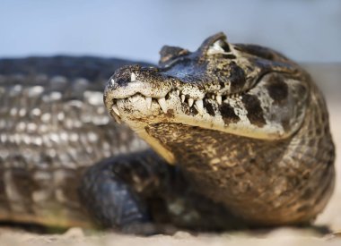 Bir Yacare kaymanı, Pantanal, Brezilya 'ya yakın çekim.