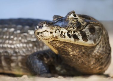 Close up of a Yacare caiman, Pantanal, Brazil. clipart
