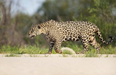 Jaguar nehir kıyısında yürüyor