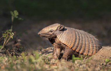 Altı bantlı bir armadilloya yakın çekim