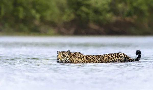 Detailní záběr Jaguára plavajícího ve vodě — Stock fotografie
