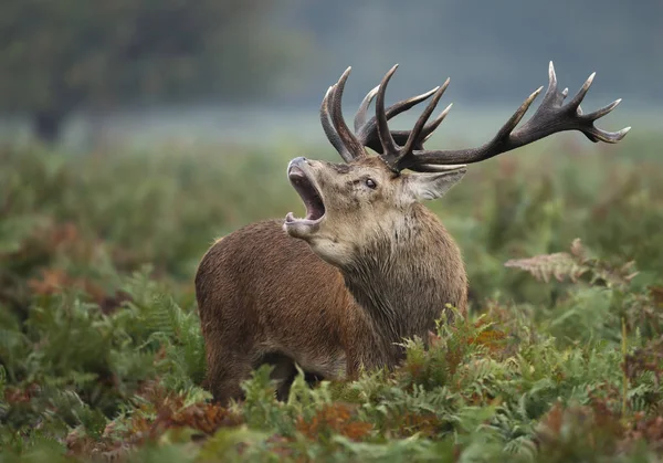 Sonbaharda rutting sezonunda kırmızı geyik geyik arama — Stok fotoğraf