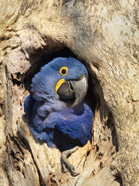 Hyacinth macaw nesting in a tree hole — Stock Photo, Image