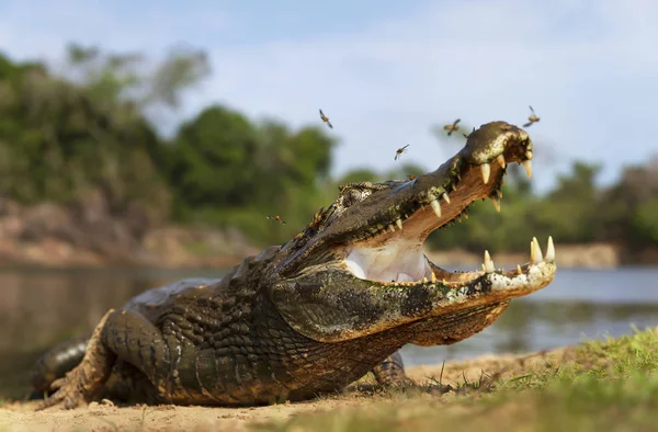 Primer plano de un Yacare caiman con la boca abierta —  Fotos de Stock