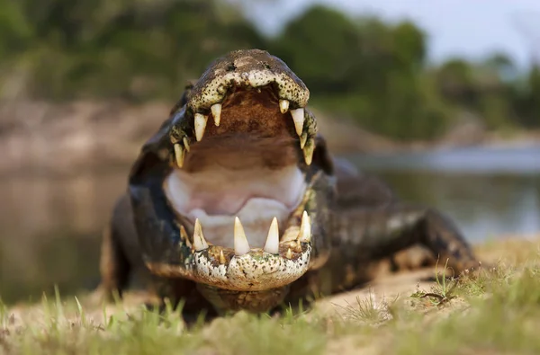 Närbild av en Yacare caiman med öppen mun — Stockfoto