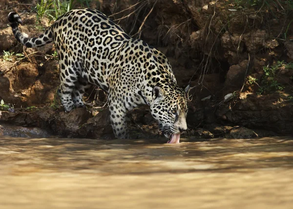 Jaguar nehirden su içiyor. — Stok fotoğraf