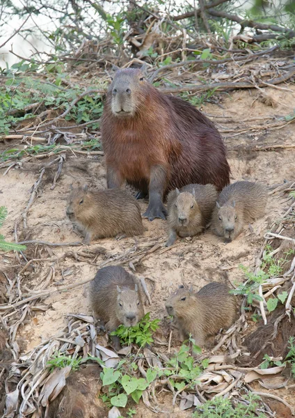 Közelkép Capybara anya öt csecsemő — Stock Fotó