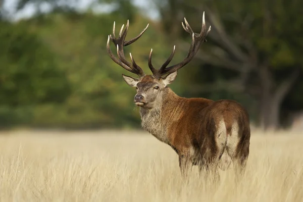 Edelhert tijdens het rotting seizoen in de herfst — Stockfoto