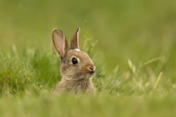 Portrait of a little rabbit in grass — Stock Photo, Image