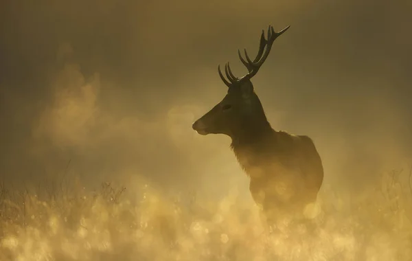 Kronhjort stag under spårbildning säsong med andedräkt kondenserande på da — Stockfoto