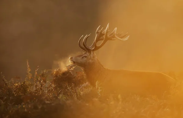 Red Deer stag during rutting season with breath condensing at da — Stock Photo, Image