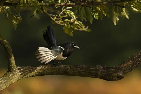 Gros plan d'une pie eurasienne perchée dans un arbre — Photo