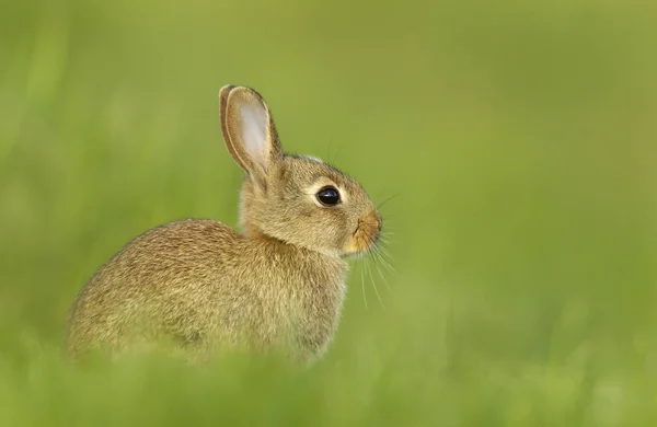 Portret van een konijntje in gras — Stockfoto