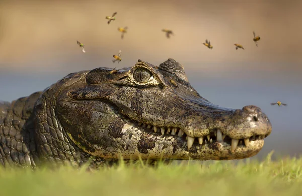 Primo piano di un caimano Yacare circondato da mosche — Foto Stock