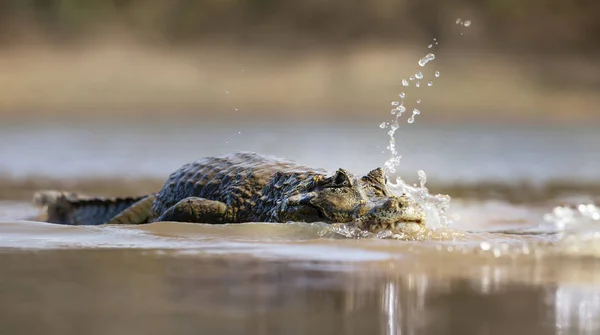 Nahaufnahme eines Yacare-Kaimans im Wasser — Stockfoto