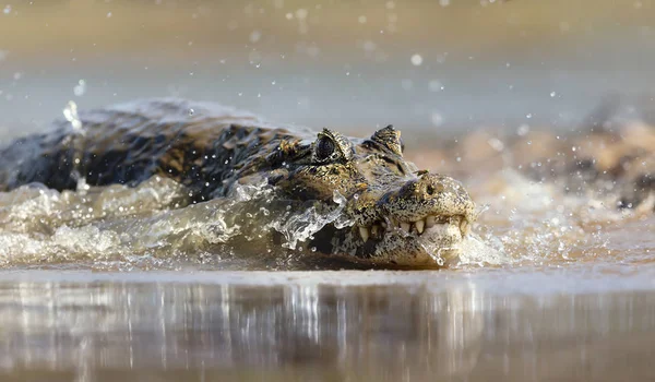 Zblízka Yacare caiman v stříkající vodě — Stock fotografie