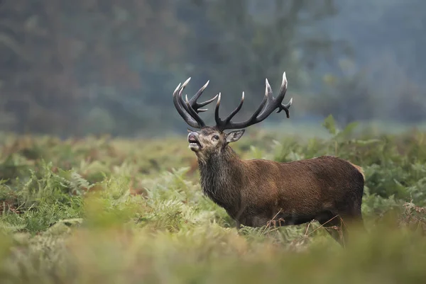 Cervo rosso cervo che chiama durante la stagione di riposo in autunno — Foto Stock