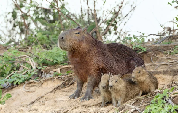 Capibara madre contigo cachorros —  Fotos de Stock