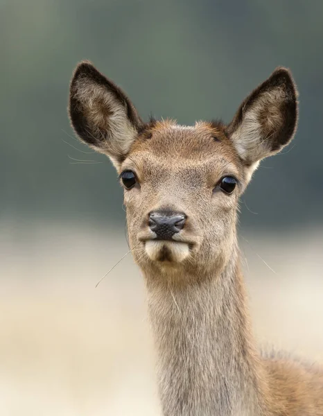 Portrét jelena hřbetního jedlého stébla trávy — Stock fotografie