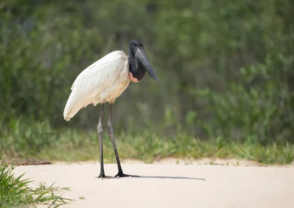 Close up of Jabiru standing on a river bank — Stock Photo, Image