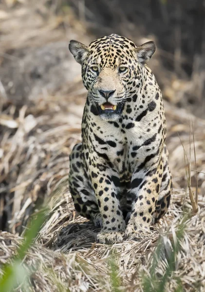 Närbild av en Jaguar sitter på ett stupat träd — Stockfoto