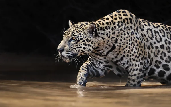 Nahaufnahme eines Jaguars, der im Wasser läuft — Stockfoto