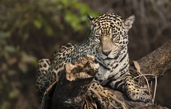 Acercamiento de un Jaguar en un árbol caído — Foto de Stock