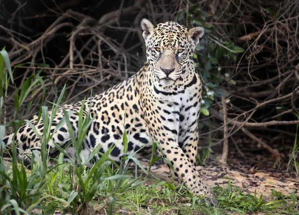 Närbild av en jaguar på en flodstrand — Stockfoto