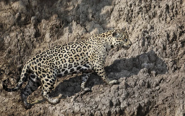 Jaguar nehir kıyısında yürüyor — Stok fotoğraf