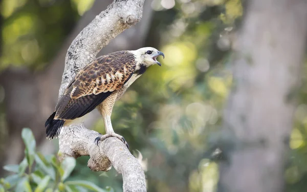 Schwarzhalsfalke hockt auf einem Baum — Stockfoto