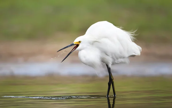 Close-up de um egret nevado captura de peixe — Fotografia de Stock