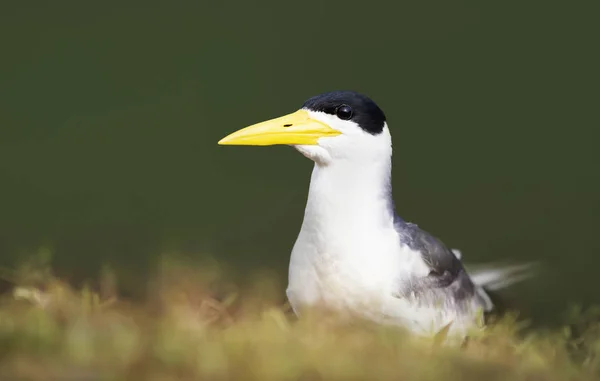 Gros plan d'une sterne à bec jaune sur une berge de rivière — Photo