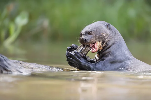 Primer plano de una nutria gigante comiendo pescado — Foto de Stock