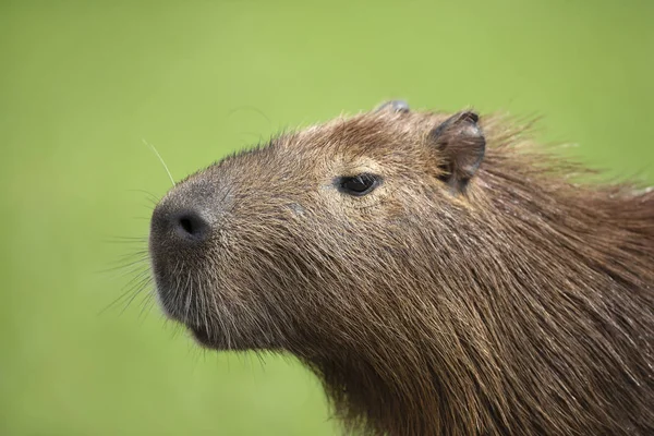 Närbild av Capybara mot grön bakgrund — Stockfoto